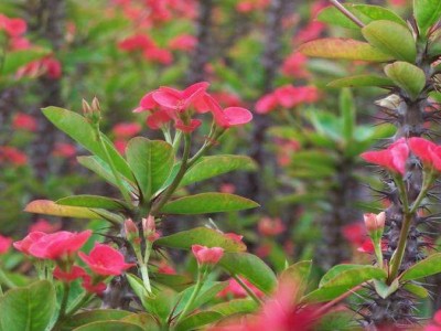 红河虎刺梅种植中心 供应量20万株图5