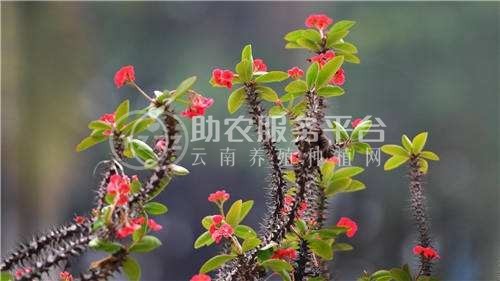 红河虎刺梅种植中心 供应量20万株图4