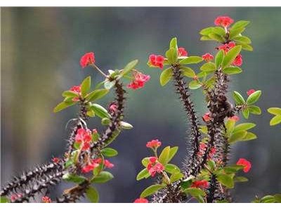 红河虎刺梅种植中心 供应量20万株图4