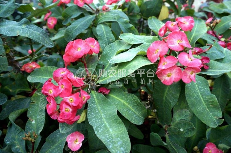 红河虎刺梅种植中心 供应量20万株图6