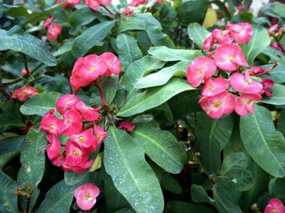 红河虎刺梅种植中心 供应量20万株图6