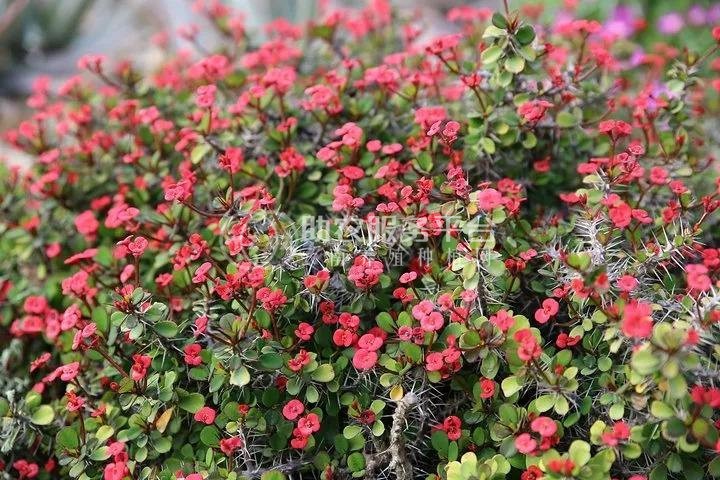红河虎刺梅种植中心 供应量20万株图1