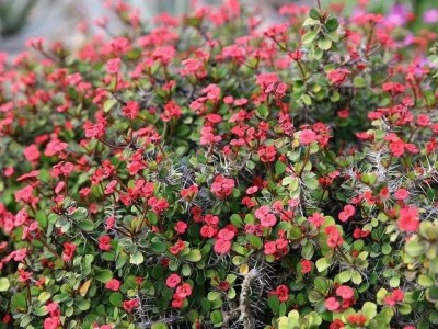 红河虎刺梅种植中心 供应量20万株