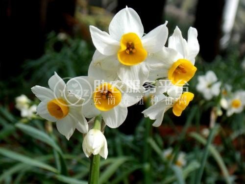 红河水仙花种植中心 供应量20万株图2