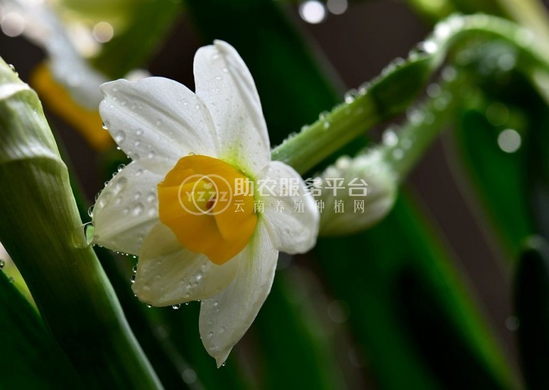 红河水仙花种植中心 供应量20万株图5