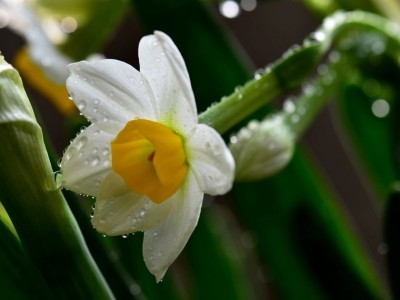 红河水仙花种植中心 供应量20万株图5