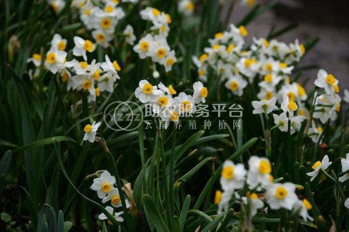 红河水仙花种植中心 供应量20万株图4
