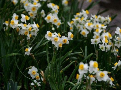 红河水仙花种植中心 供应量20万株图4