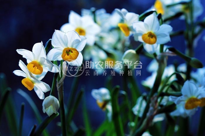 红河水仙花种植中心 供应量20万株图1