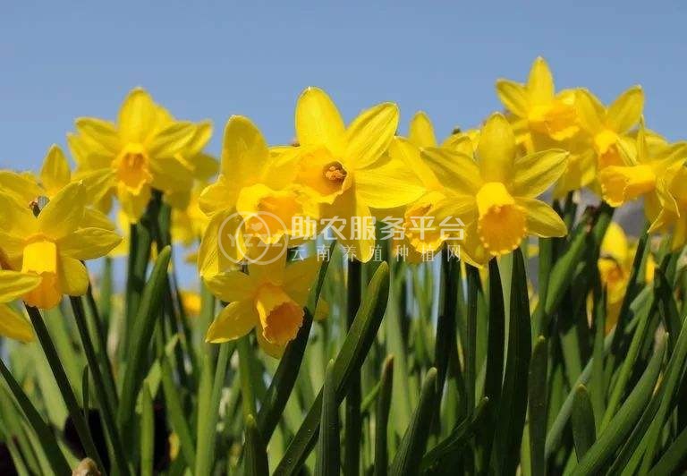 红河水仙花种植中心 供应量20万株图6