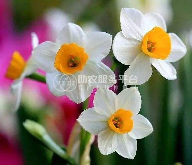 红河水仙花种植中心 供应量20万株图7