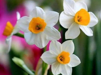 红河水仙花种植中心 供应量20万株图7