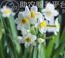 红河水仙花种植中心 供应量20万株图8