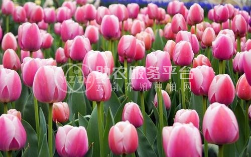 红河郁金香种植中心 供应量20万株图1