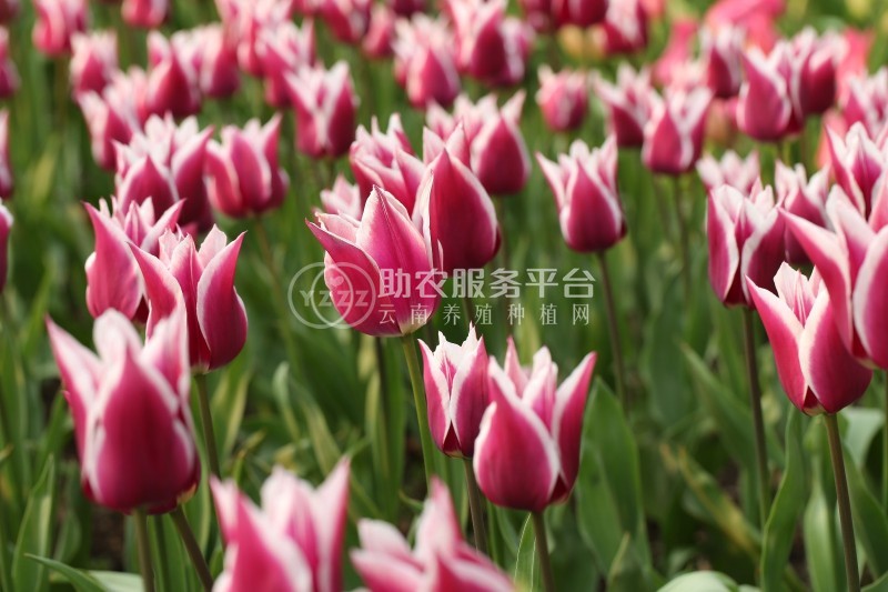 红河郁金香种植中心 供应量20万株图8