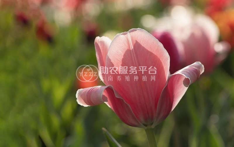 红河郁金香种植中心 供应量20万株图7