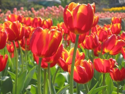 红河郁金香种植中心 供应量20万株图5