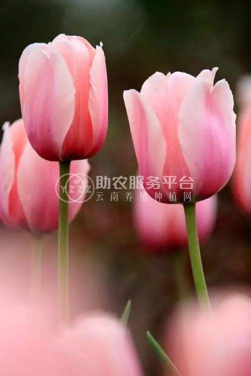 红河郁金香种植中心 供应量20万株图2