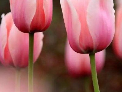 红河郁金香种植中心 供应量20万株图2