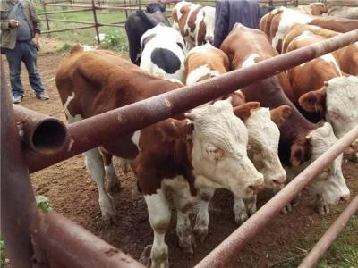 楚雄肉牛养殖基地供应量8万头图3