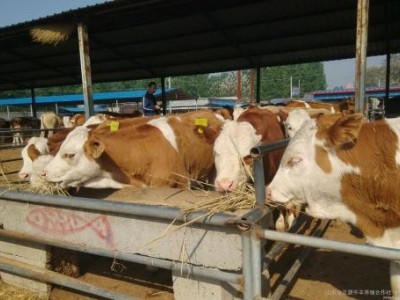 楚雄肉牛养殖基地供应量8万头图2