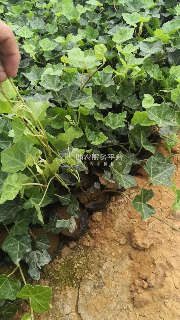 大理常春藤种植基地供应20万株图1