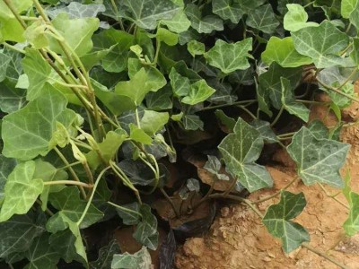 大理常春藤种植基地供应20万株