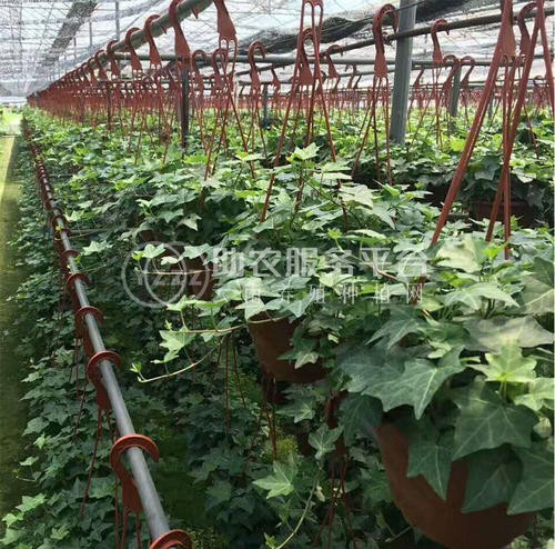 大理常春藤种植基地供应20万株图3