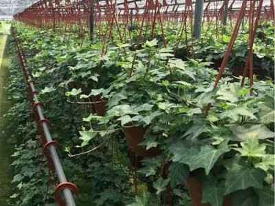 大理常春藤种植基地供应20万株图3