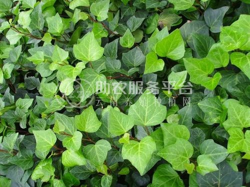 大理常春藤种植基地供应20万株图5