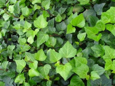 大理常春藤种植基地供应20万株图5