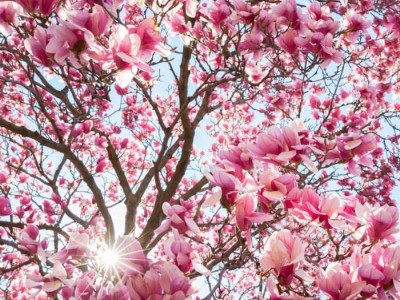 红河玉兰种植中心 供应量10万株