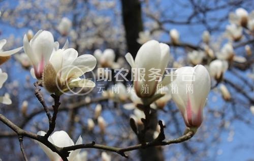 红河玉兰种植中心 供应量10万株图4