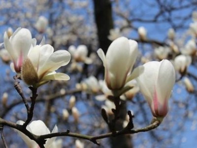 红河玉兰种植中心 供应量10万株图4