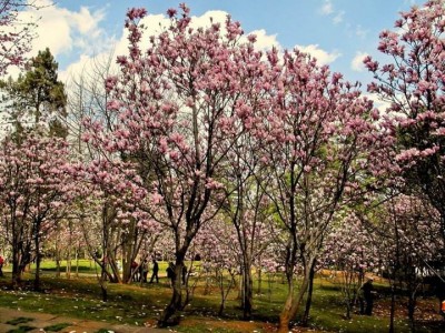 红河玉兰种植中心 供应量10万株图2