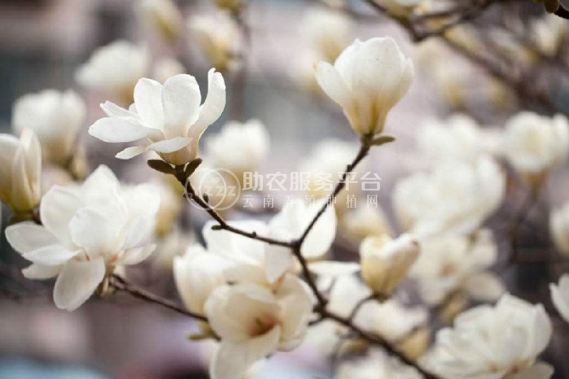红河玉兰种植中心 供应量10万株图6