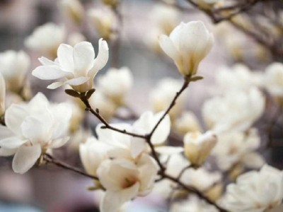 红河玉兰种植中心 供应量10万株图6