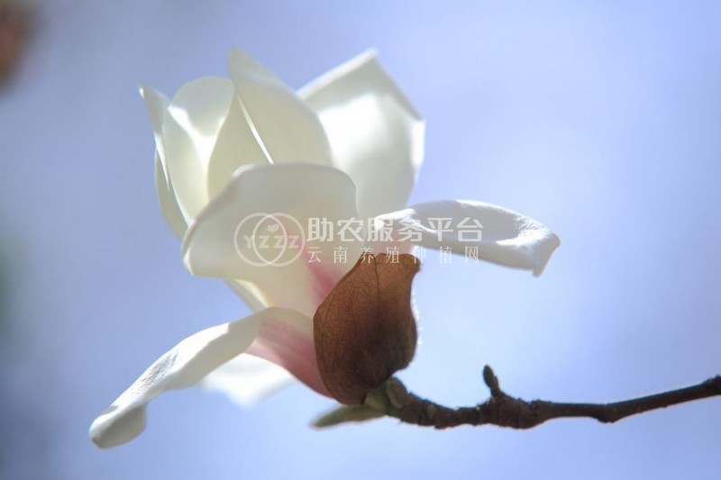 红河玉兰种植中心 供应量10万株图7