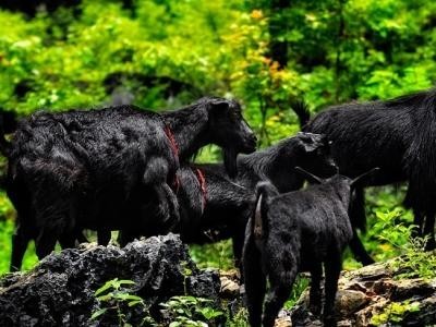 楚雄黑山羊养殖基地供应量3万头图2