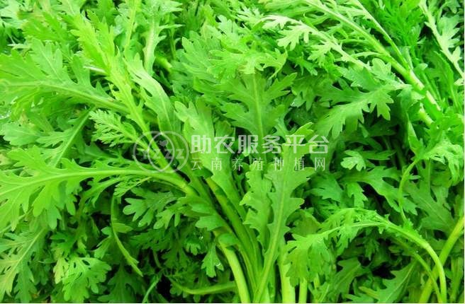 丽江建红茼蒿种植基地供应量3万株图6