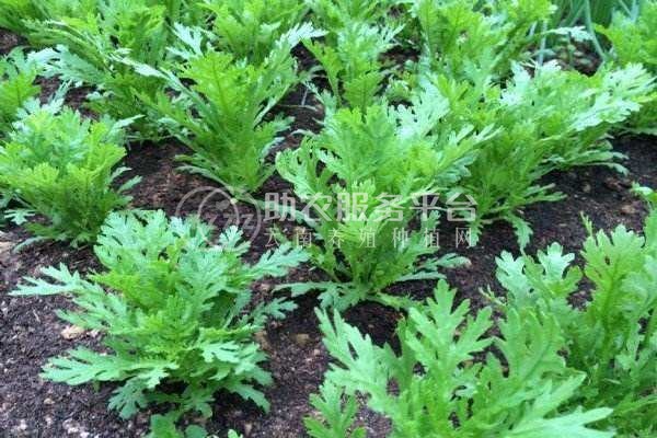 丽江建红茼蒿种植基地供应量3万株图4