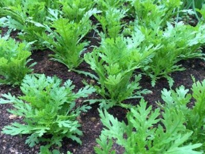 红河茼蒿种植中心 供应量20万株图2