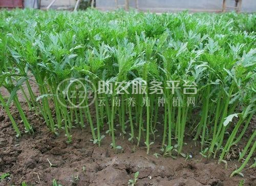 红河茼蒿种植中心 供应量20万株图1