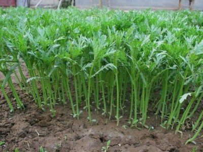 红河茼蒿种植中心 供应量20万株