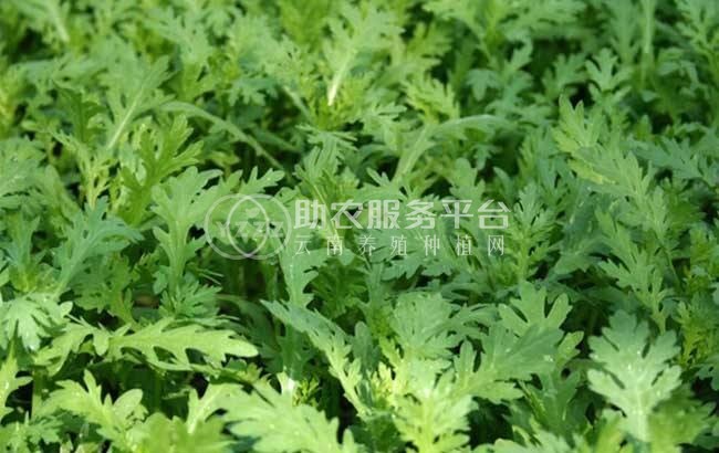红河茼蒿种植中心 供应量20万株图7
