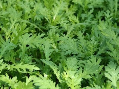 红河茼蒿种植中心 供应量20万株图7