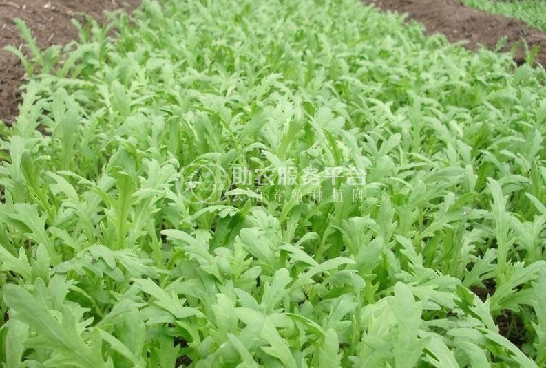 丽江建红茼蒿种植基地供应量3万株图5