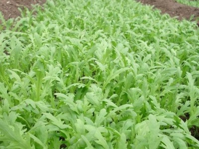 红河茼蒿种植中心 供应量20万株图4