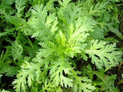 红河茼蒿种植中心 供应量20万株图6