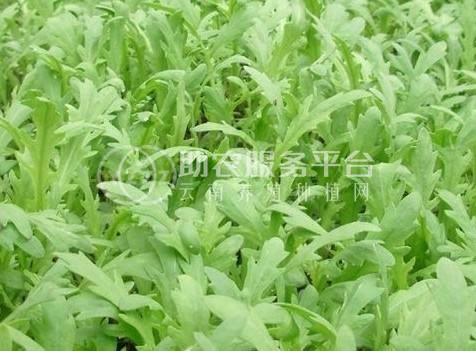 丽江建红茼蒿种植基地供应量3万株图3